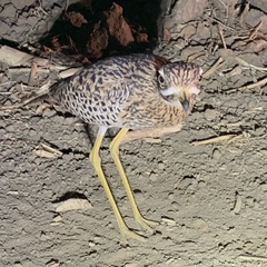 Burhinus capensis maculosus