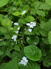 Myosotis sylvatica