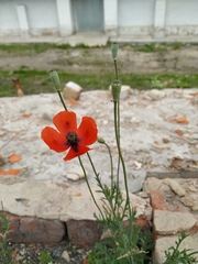 Papaver dubium dubium
