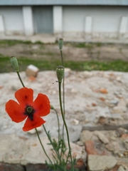 Papaver dubium dubium