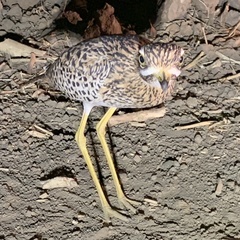 Burhinus capensis maculosus