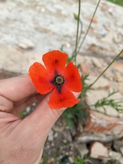 Papaver dubium dubium