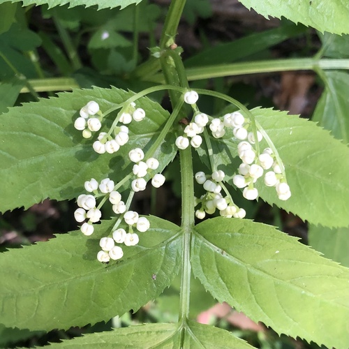 Sambucus gaudichaudiana (Sambucus gaudichaudiana)