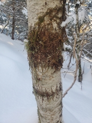 Didymosphaeria oregonensis