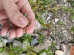 Papaver dubium dubium