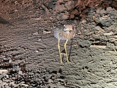 Burhinus capensis maculosus