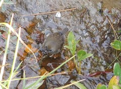 Scytalopus magellanicus