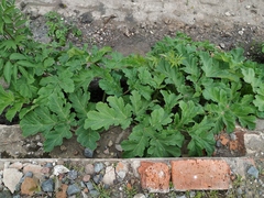 Heracleum sosnowskyi