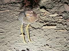 Burhinus capensis maculosus