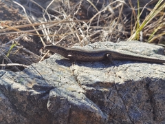 Oligosoma chloronoton