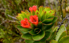 Lobostemon sanguineus