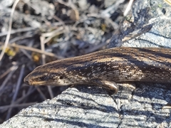 Oligosoma chloronoton