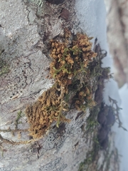 Ulota obtusiuscula