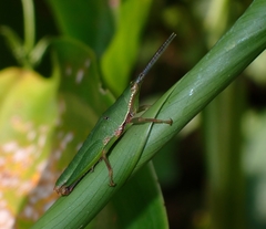 Tagasta marginella