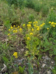 Isatis tinctoria