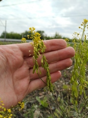 Isatis tinctoria