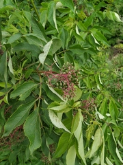 Sambucus racemosa