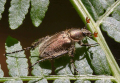 Amphicoma carcelii