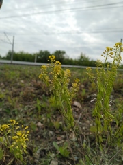 Isatis tinctoria
