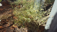 Chenopodium nutans eremaeum