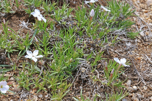 Phlox multiflora ssp. depressa