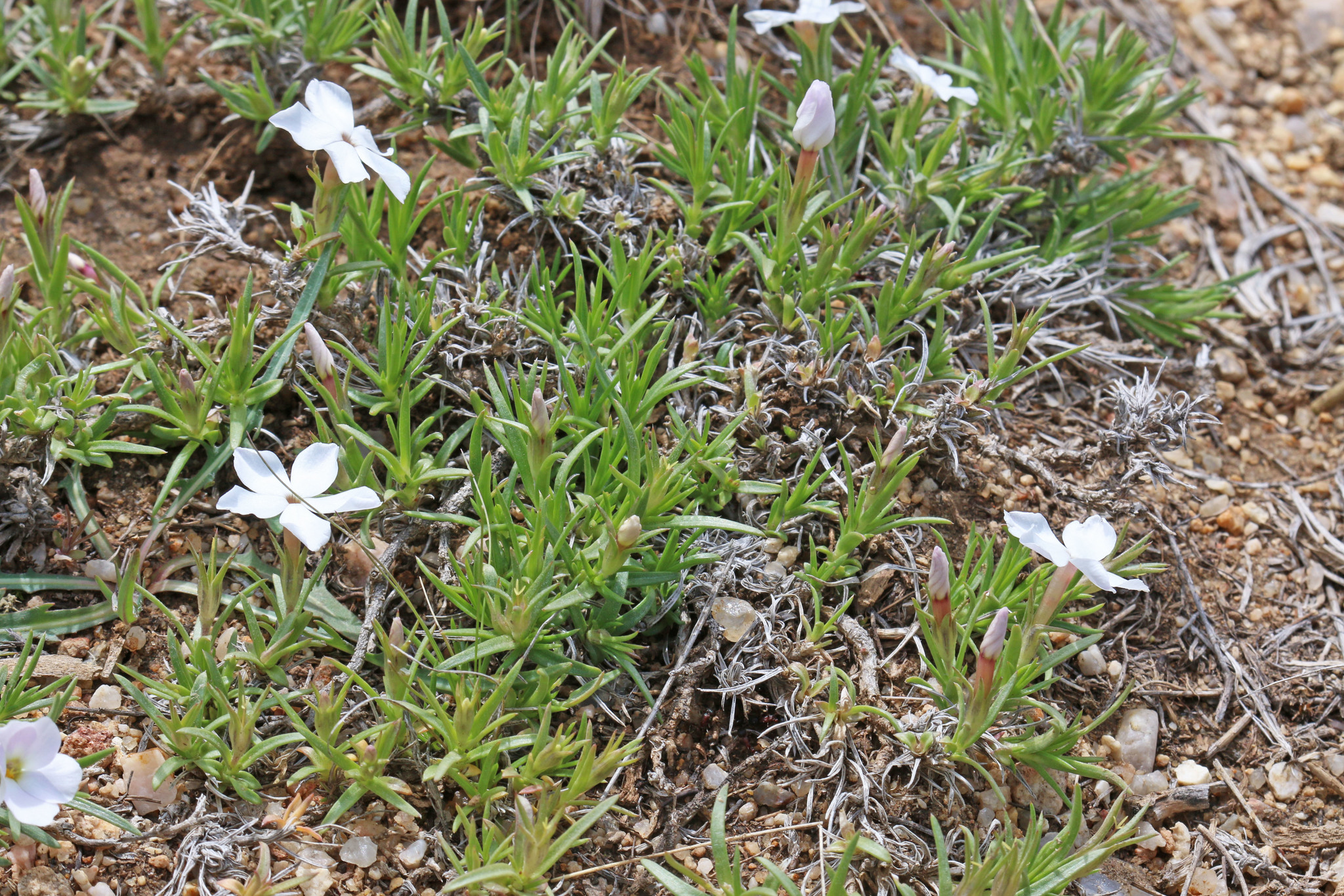 Phlox multiflora ssp. depressa