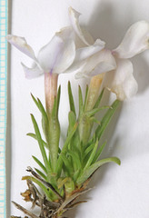 Phlox multiflora depressa