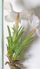 Phlox multiflora depressa