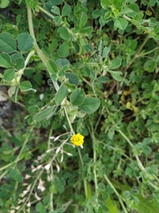 Medicago lupulina