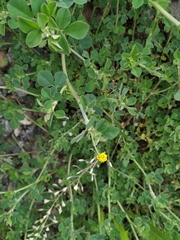 Medicago lupulina