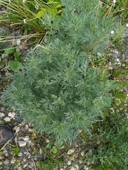 Artemisia absinthium