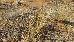 Dactyloctenium radulans