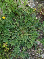 Anthyllis vulneraria polyphylla