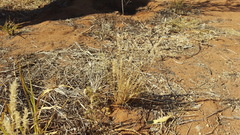 Enneapogon polyphyllus