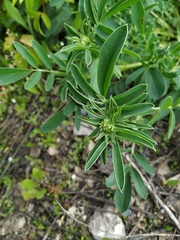 Anthyllis vulneraria polyphylla