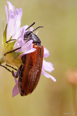 Lydus trimaculatus italicus