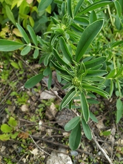 Anthyllis vulneraria polyphylla