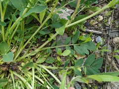 Anthyllis vulneraria polyphylla