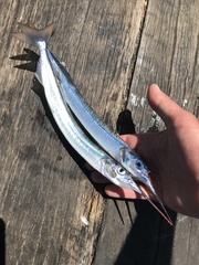 Dusky Sea Garfish photo 5