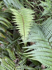 Polystichum wawranum