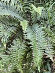 Polystichum wawranum