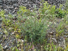 Artemisia campestris