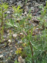 Artemisia campestris