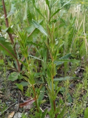 Epilobium tetragonum lamyi