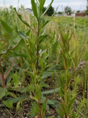 Epilobium tetragonum lamyi