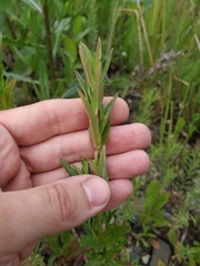 Epilobium tetragonum lamyi