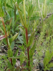 Epilobium tetragonum lamyi