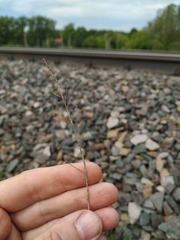 Diplotaxis tenuifolia