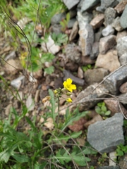 Diplotaxis tenuifolia
