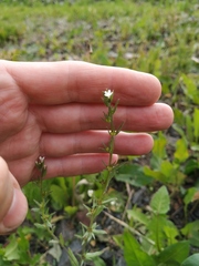 Buglossoides arvensis
